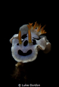 Isolated Nudibranch by Luke Gordon 